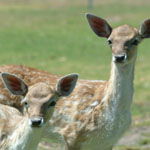 Marapana Wildlife Park - Events Australia 0