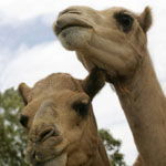 Marapana Wildlife Park - Events Australia 3
