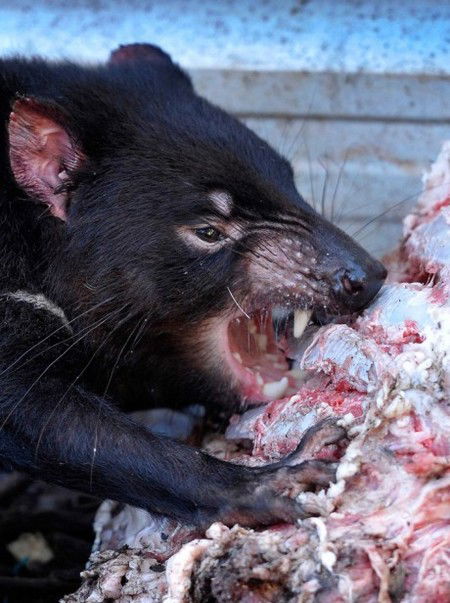 Peel Zoo - Events Australia 2