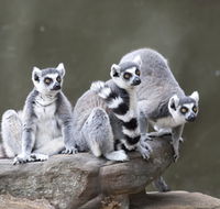 Adelaide Zoo - Events Australia
