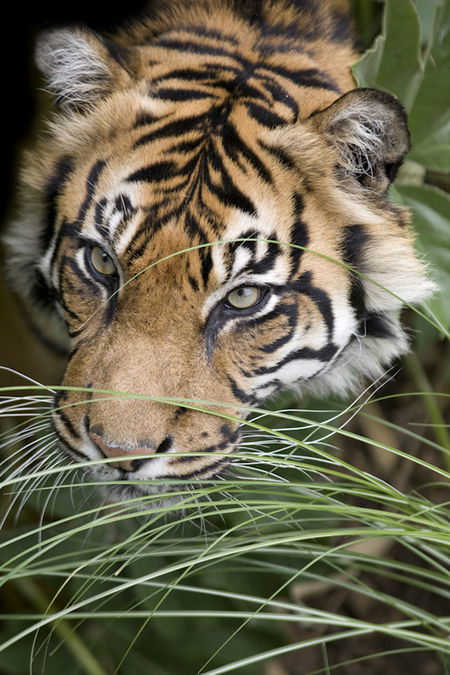 Adelaide Zoo - Events Australia 1