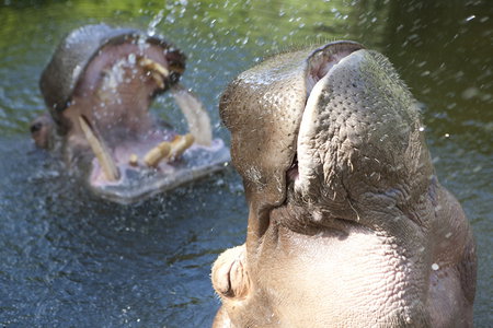 Adelaide Zoo - Events Australia 2