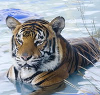 Zoo Doo Wildlife Park - Events Australia