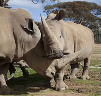 Monarto Zoo - Events Australia