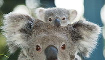  Events Australia