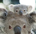 Billabong Koala and Wildlife Park - Events Australia