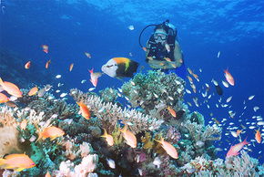 Drop Zone Dive Site - Events Australia 0