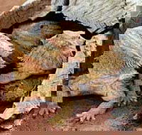 Alice Springs Reptile Centre - Events Australia