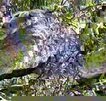 Koala Conservation Centre - Events Australia