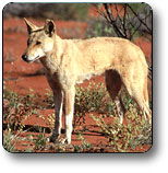 Uluru - Kata Tjuta National Park - Events Australia 3