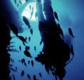 Scuba World - Events Australia