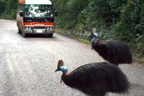 Kookaburra Tours - Events Australia 0