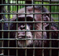 Rockhampton Zoo - Accommodation Europe