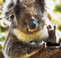 Gorge Wildlife Park - Events Australia