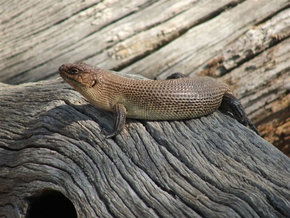 Kyabram Fauna Park - Events Australia 2