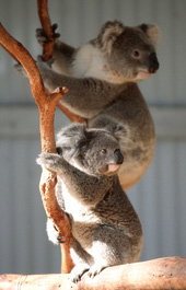 Waterways Wildlife Park - Events Australia 1