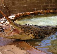 Wyndham Zoological Gardens and Crocodile Park - Events Australia