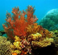 Three Islands Whale Shark Dive - Events Australia