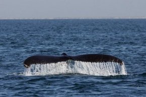 Three Islands Whale Shark Dive - Events Australia 1