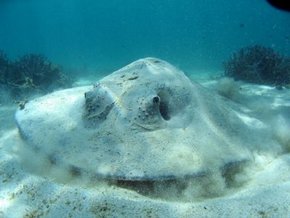 Three Islands Whale Shark Dive - Events Australia 2