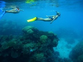 Three Islands Whale Shark Dive - Events Australia 3