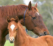 Accommodation Europe