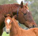 Blue Gum Farm - Accommodation Europe