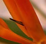 Zen Day Spa - Events Australia