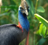 David Fleay Wildlife Park - Events Australia