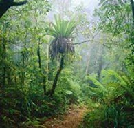 Lamington National Park and OReillys - Events Australia