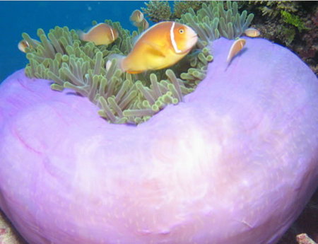 Silver Swift - Events Australia 1