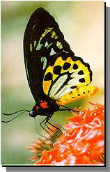 Daintree Rainforest River Trains - Events Australia 2