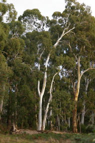 Heysen - The Cedars - Events Australia 2