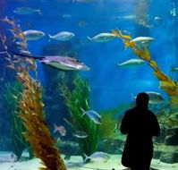 Melbourne Aquarium - Accommodation Europe