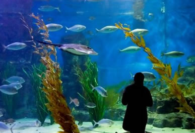 Melbourne Aquarium - Events Australia 0