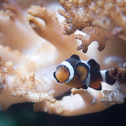 Melbourne Aquarium - Events Australia 2