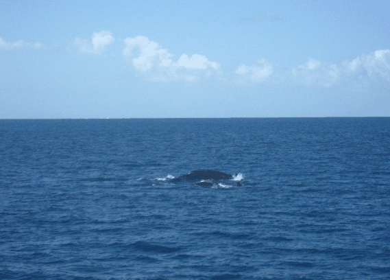 Carlo Fishing Charters - Events Australia 1