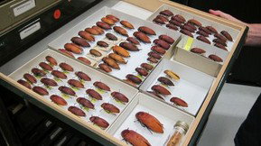 Western Australian Museum - Events Australia 1