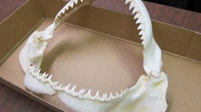 Western Australian Museum - Events Australia 2