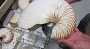 Western Australian Museum - Events Australia 3