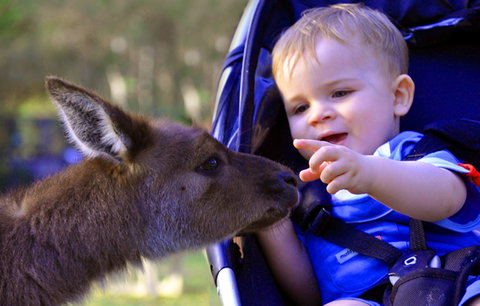 Australian Reptile Park - Tourism Bookings 6