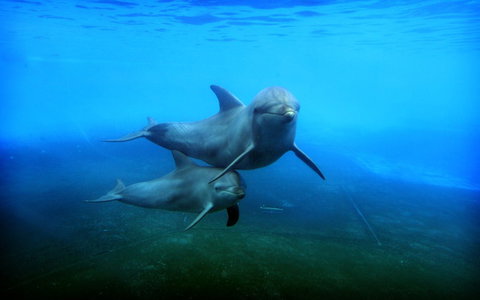 Dolphin Marine Magic - Events Australia 4