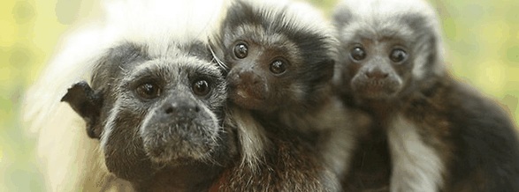 Alma Park Zoo - Events Australia 3