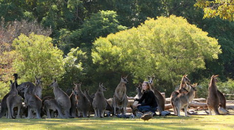 Lone Pine Koala Sanctuary - Events Australia 1