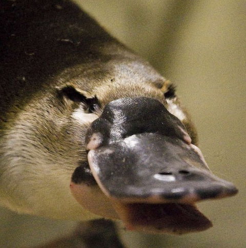 Lone Pine Koala Sanctuary - Events Australia 2