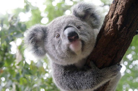 Lone Pine Koala Sanctuary - Events Australia 3