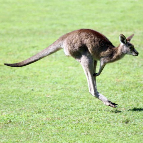 Lone Pine Koala Sanctuary - Events Australia 4