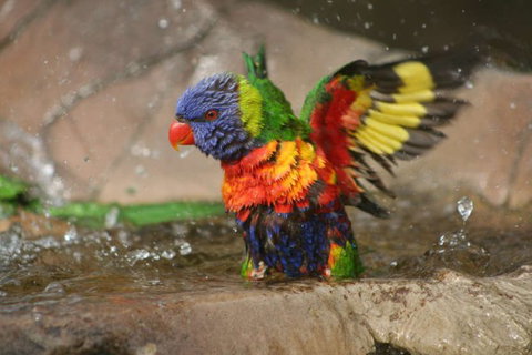 Lone Pine Koala Sanctuary - Events Australia 5