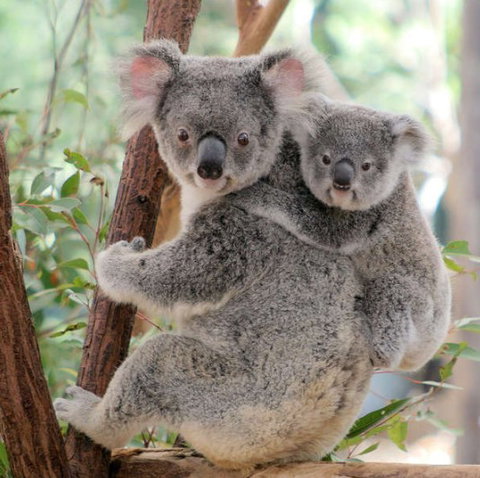 Lone Pine Koala Sanctuary - Events Australia 6