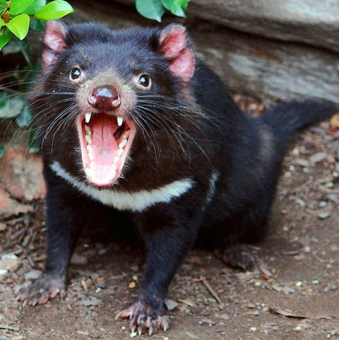 Lone Pine Koala Sanctuary - Events Australia 8